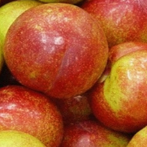 자두나무 묘목 왕자두나무 2년생, [ 왕자두나무 2년생 ]