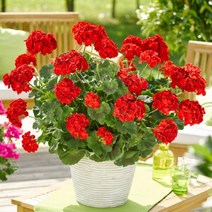 [어린모종]제라늄(영양계-조날) : 8cm분, 스마트 세나