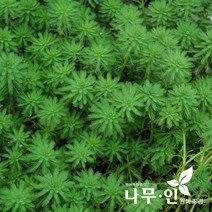 [나무인] 물채송화 수생식물, 1개