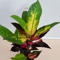 [용이네 화원] 컬러플한 아이스톤 크로톤 소품 079 농원