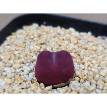 마우가니-1244 코노피튬 희귀다육 식물테리어 아프리카농장, 1개