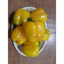 국내산 달고 싱싱한 노랑 파프리카 500g, 1kg