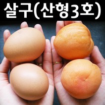 왕살구/산형3호 나무 묘목 접목1년 뿌리 특묘 1개/유실수/과수