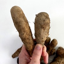 태산농장 꼬다마, 산마 한입 꼬다마 5kg