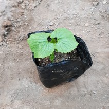 [모종가게] 여주 모종 / 열매 채소 텃밭 키우기 주말농장 체험