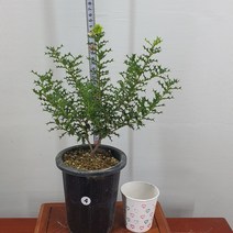 구골목서/미니은목서<향기좋은은목서>” class=”wr-img”></a></div>
</div>
</div>
</div>
<div class=