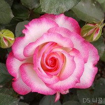 장미묘목 사계명품땅장미 금강원예, D5 니콜