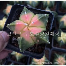 난봉옥금 선인구 오각사각 혼합 다육식물 분재 녹식원예기지, 5cm