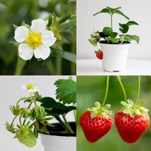 마이플랜트 [마이플랜트]딸기모종 딸기 키우기 설향 베란다 텃밭 홈가드닝, 선택완료, 딸기모종 (소형)