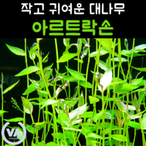 [비바소녀] 물 속 작은 대나무 아르트락손(3줄기/7줄기) / 무이탄 수질정화 구피은신처 초보수초 레이아웃, 3줄기
