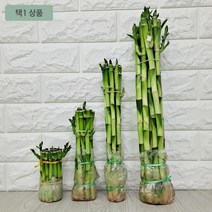 15센치 개운죽 개운죽수경재배 개운죽키우기 개음죽 공기청정식물 그늘에서잘자라는식물, º상품선택º