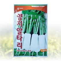 농사친구 양지 알타리 무 2000립 씨앗 팜한농 흥농 씨 종자 김장 쪽파 고사리 항암 배추, 1봉