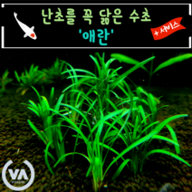 [비바소녀] 오픈이벤트 애란(4촉+1촉/9촉+2촉) 서비스 / 초보수초 어항 잔디 새우 구피 미니어항, 9촉+서비스2촉