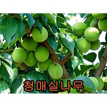 청매실 접목1년특묘 2그루 나무 묘목 매실나무