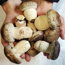 [나영이농원]디엠지송고버섯 국내산 무농약 당일수확 실속형1키로, 실속형1kg