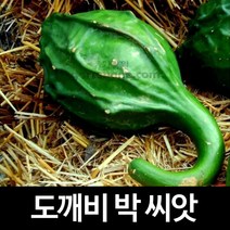 도깨비박 씨앗 도깨비 방망이 박씨앗 조롱박 박 5알, 5개