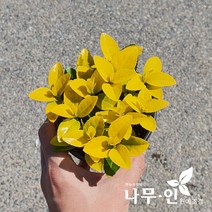 [나무인] 황금사철나무 포트묘 5그루, 5개