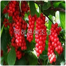 목하원예조경 오미자나무(실생2년특묘 20주묶음)