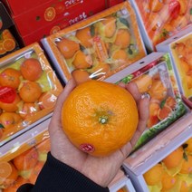 농랑부랑 프리미엄 최상품 제주 한라봉 천혜향 레드향 명절선물세트 3kg 안전포장, 천혜향 10-14과 3kg