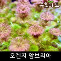오렌지 암브리아 (25줄기), [득템플러스] 25줄기