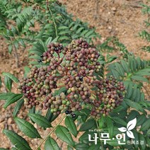 [나무인] 접목산초 결실주 R3