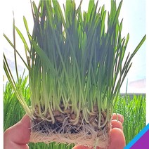 [묶음팩] 뮤토 데일리 캣그라스 하루에 하나씩 꺼내서 바로 먹이는 고양이 풀, 기본팩(2개)_귀리1개+보리1개