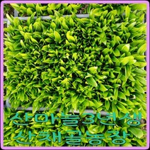 모종이야기 산마늘3년생모종 /울릉도명이나물 3년생 삽목상자1판 (800~1 000촉정도), 1개