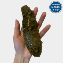 우리바다농수산 국내산 제철 해삼 1kg (7~10미) 자연산 해삼회 활해삼