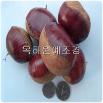 목하원예조경 밤나무 묘목 (옥광) 접목1년특묘