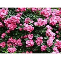 [나무의모든것] 장미 포트묘(줄장미 사계땅장미), 사계줄장미 넝클(안젤라 분홍), 1개
