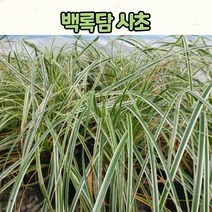 7치 포트 백록담 사초 / 백록담 밀사초 노지월동 조경용 상록식물 / 사초류