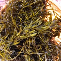남해안 생물 톳 1kg 녹미채 갈조류 톳나물 무침 톳밥