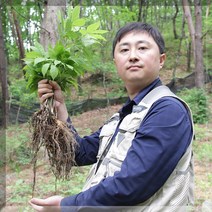 서민갑부 6시내고향 유재덕의 산양삼 산양산삼 장뇌삼 부모님선물 12년근 12년산 10년근 10년산 이상 파삼 어버이날 선물 자연산 자연산삼 야생산삼 야생삼 강원도, 파삼 100g