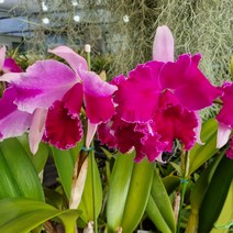 킹카틀레아 빨강56