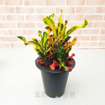 도희씨네 정원>>꼬불꼬불 화려한 밤비 크로톤 맘크로톤 140″ class=”wr-img”></a></div></div></div></div><div class=