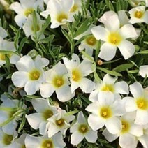 꽃모종/옥살리스(사랑초)-마쏘노럼/ 화분지름9cm 2개 KM1118