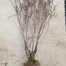 마이찰리_MyChale마켓_이스라지 3년생 H0.6-0.8 (산앵두) 묘목 식물화분 개화주묘목 묘목키우기 묘목화분_마이찰리_MyChale, 옵션없는_단일상품, 옵션없는_단일상품