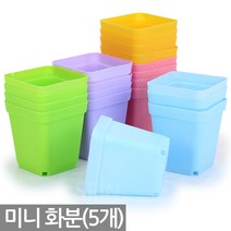 5개) 미니 화분 - 다육 다육이 식물 선인장 모종 어린이집 유치원 식목일 행사 육묘 새싹 키우기 학습