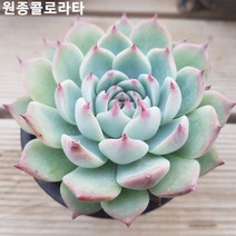 다육 다육식물 [8종을 한눈에 예쁜 다육]모음, 4번 - [원종콜로라타]