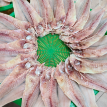 반건조옥돔 8마리 대 (260g~290g이내) 옥두어 제주도 동문시장 한일농수산 *선물용 추천사이즈*, 반건조옥돔 (260g~290g이내) 8마리