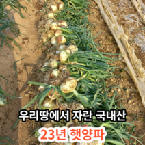 [23년햇양파] 마미템 국내산 무안 햇양파 3kg 5kg, 5kg 중