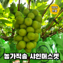 특등급 고당도 상주 직배송 샤인머스켓 2kg, 2. 가성비 2kg (3~4송이)