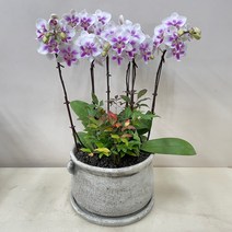 루아데코 퀵 배송 서양란 취임축하문구 퇴임식축하문구 전시회축하문구 송파서양난, 3.노랑