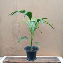 [용이네 화원] 오리지널 갠차야자 화분 149 농원