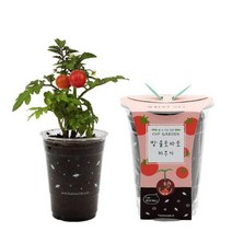 컵가든 방울토마토 키우기, 상세페이지 참조