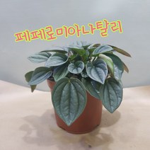 콩플라워 페페로미아 나탈리
