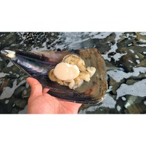 통영직배송 키조개관자 캠핑조개구이 200g 400g, 키조개_통관자_400g(할인), 1개