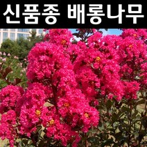 배롱나무(핑크벨로) 삽목2년(뿌리) 1개/나무 묘목/활엽수/정원용