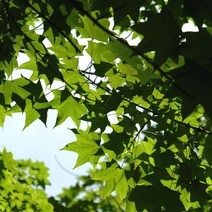 묘목/고로쇠나무 실생 2년/5주 KJ472-1