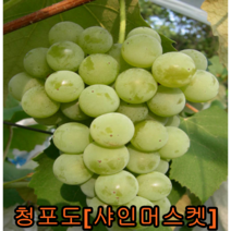 청포도나무(샤인머스켓)삽1년특묘 5그루 나무 묘목 포도나무